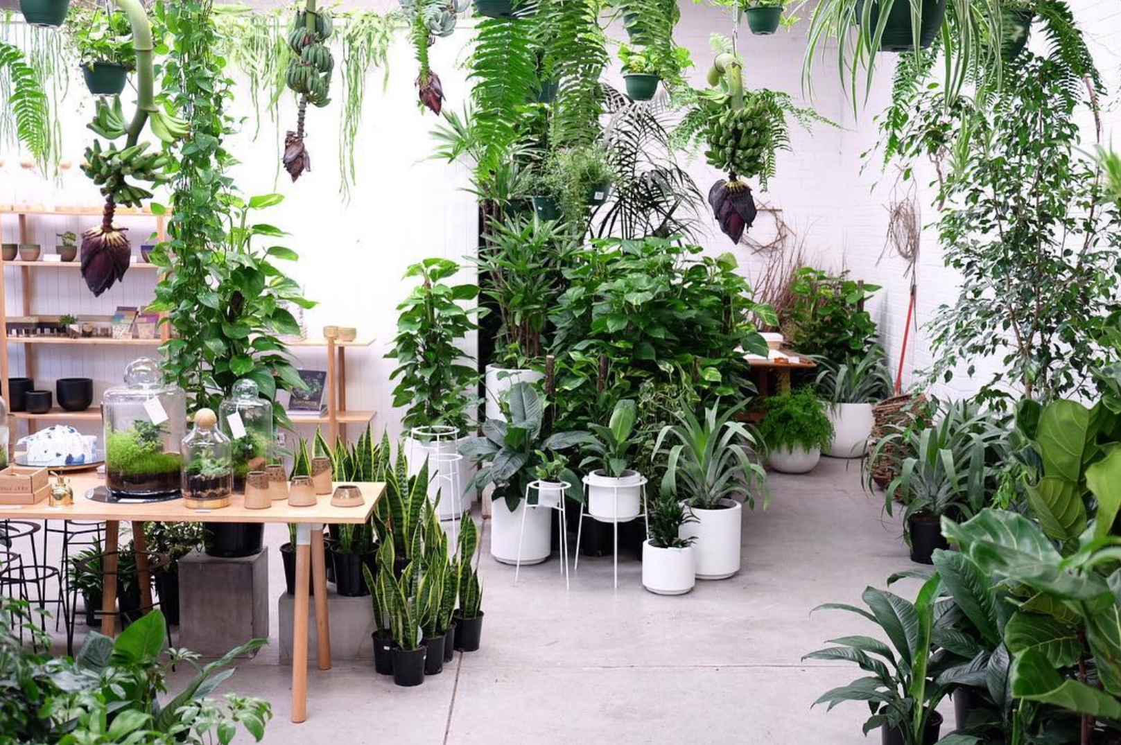 Plant stores featured We Are Scout